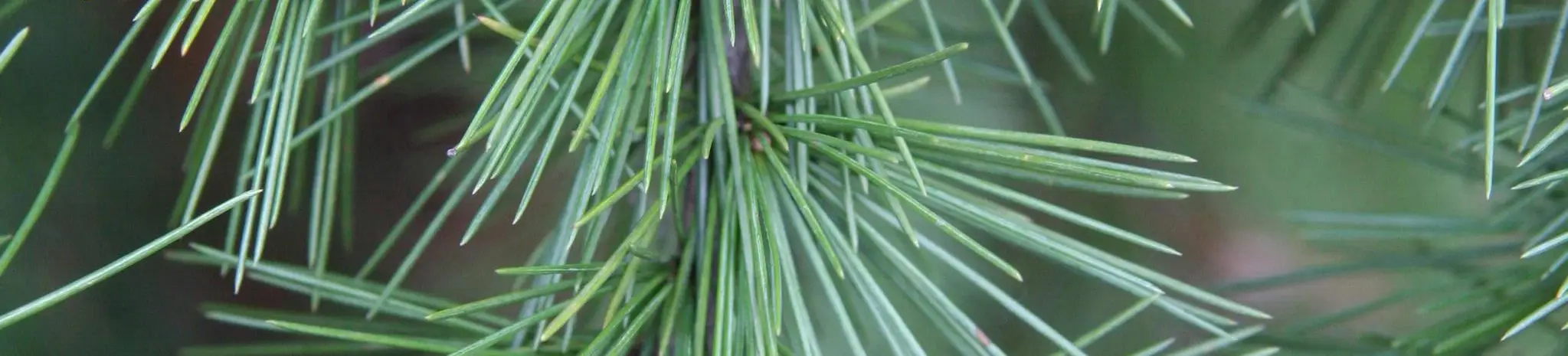 Needles of Cedrus deodara (Videki, 2009)