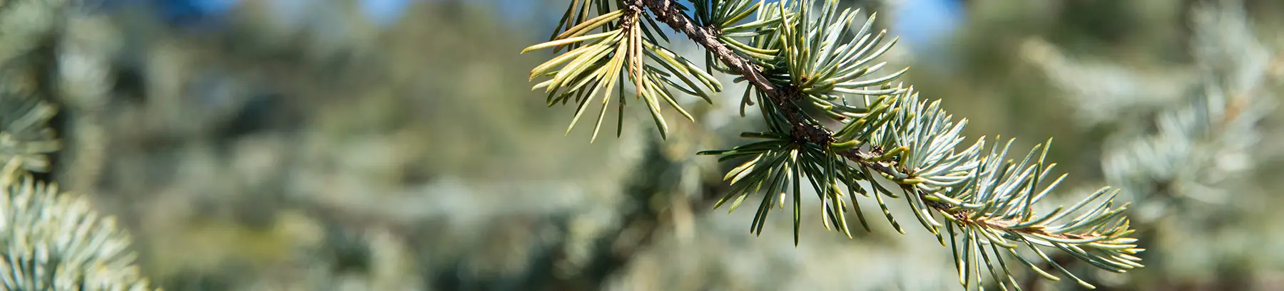 Needles of Cedrus atlantica (Plant Image Library, 2017)