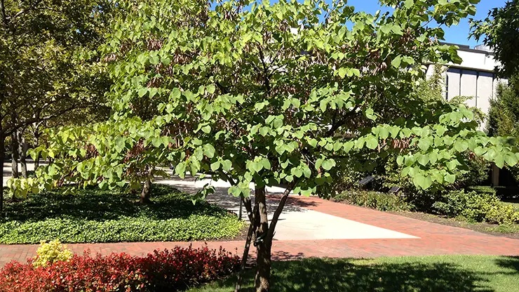 Entire plant image, Cercis canadensis (Lambique, 2012a)