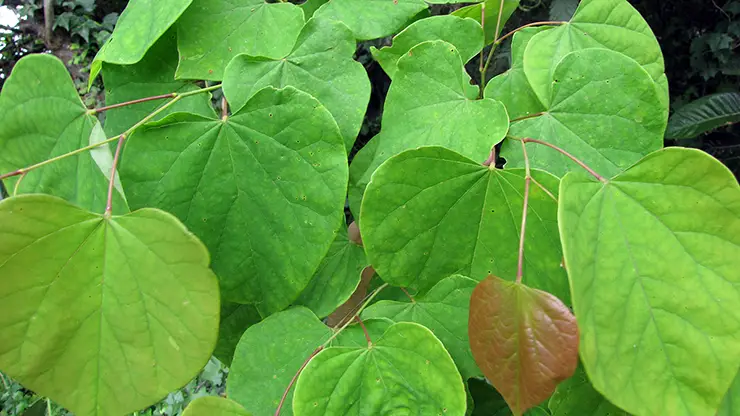 Eastern Redbud leaves (Starr, 2011)