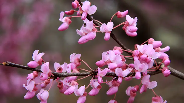 Flowers of Cercis canadensis (Dcrjsr, 2012)