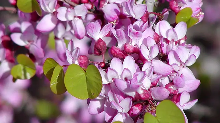 Flowers and leaves of Cercis orbiculata (Shebs, 2004)