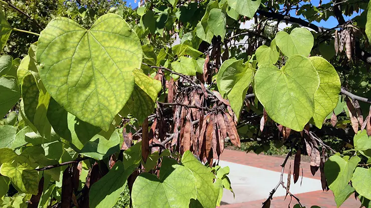 Seed pods of Eastern Redbud (Lambique, 2012b)