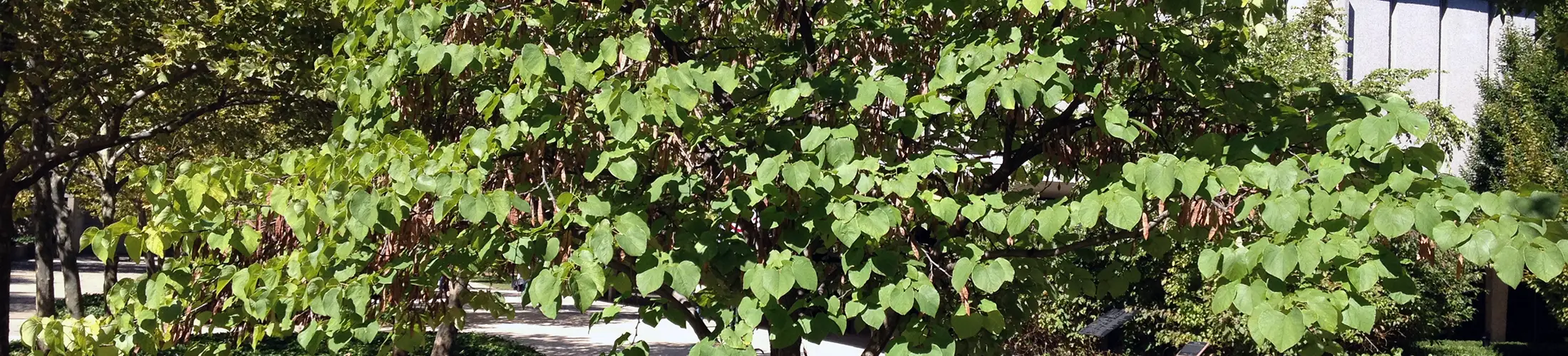Entire plant image, Cercis canadensis (Lambique, 2012a)