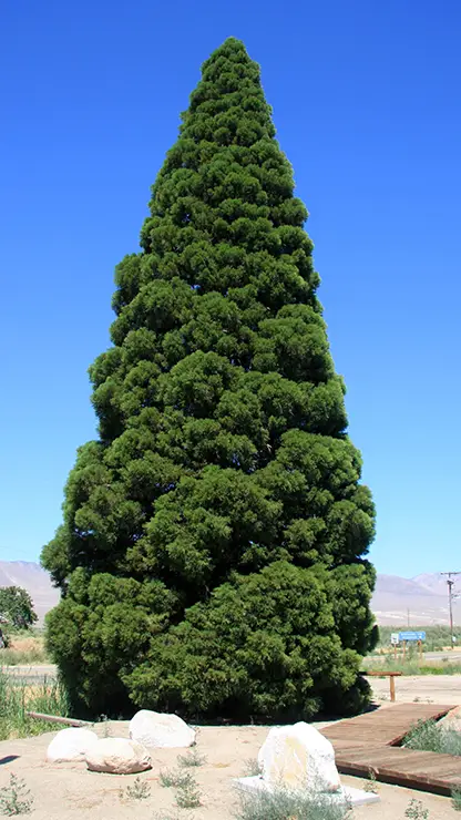 Young Giant Sequoia, Sequoiadendron giganteum (Dcrjsr, 2010)