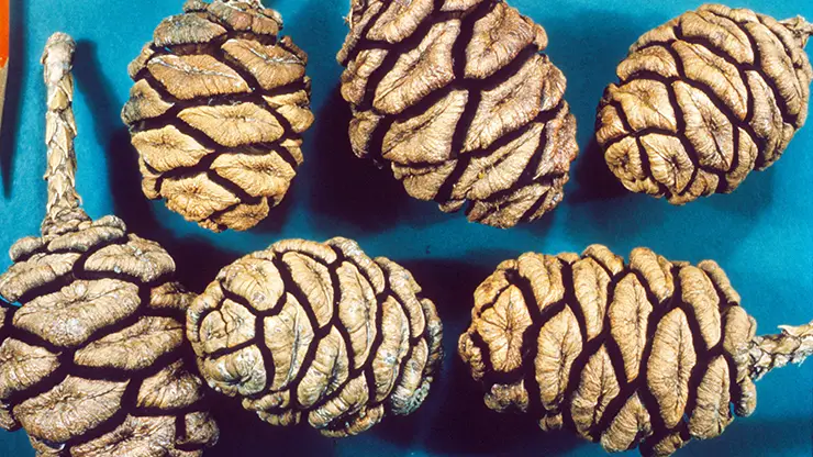 Seed Cones, Sequoiadendron giganteum (Hodge, 1960)