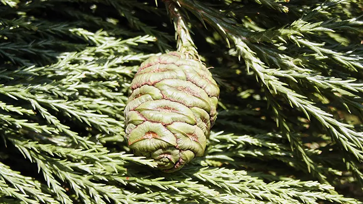 Leaves and young female seed cone, Sequoiadendron giganteum (Benda, 2006).