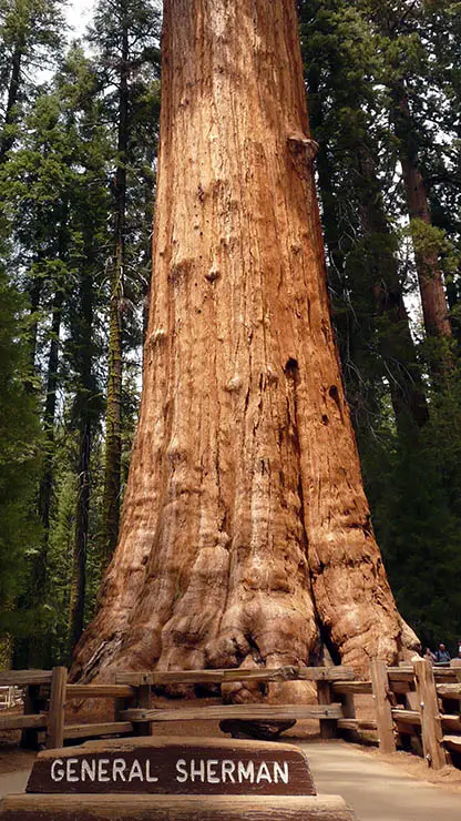 Giant Sequoia Tree in a park