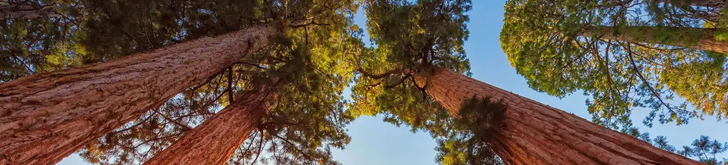 General Sherman Tree, Sequoiadendron giganteum (LoggaWiggler, 2011).