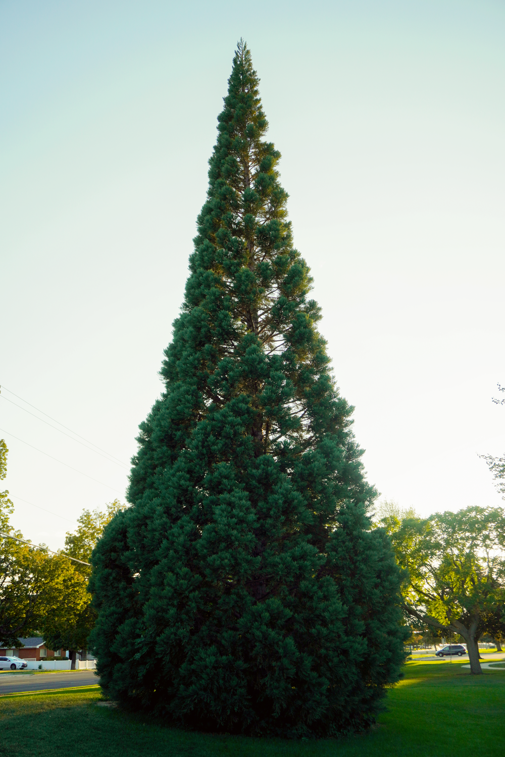 Young giant sequoia in the City Center Park arboretum.