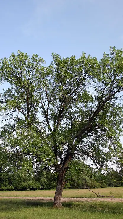 Entire Plant, Fraxinus pennsylvanica (Vidéki, 2009)