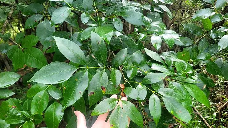 Leaves of Fraxinus pennsylvanica (Rector, 2024)
