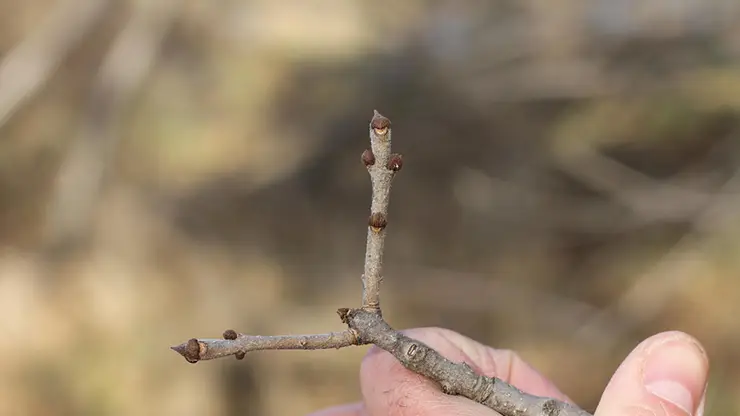 Leaf Scar of Green Ash (Fraxinus pennsylvanica) (Routledge, 2012)