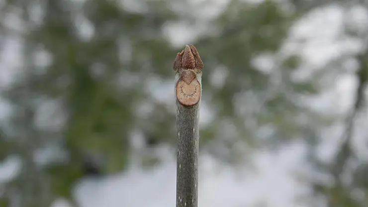 Leaf Scar of White Ash (Fraxinus americana) (Marshall, 2012)