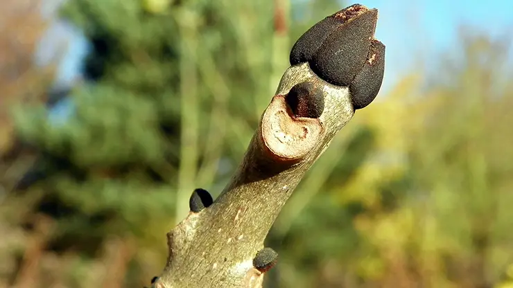 Leaf Scar of European Ash (Fraxinus excelsior) (O’Connor, 2012)