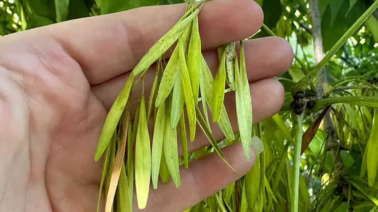 Fruit of Fraxinus pennsylvanica (Hargrave, 2024)