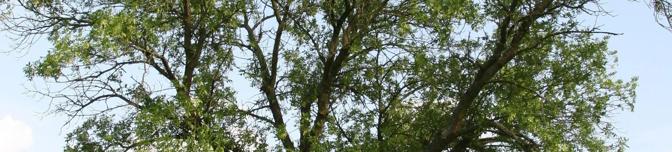 Entire Plant, Fraxinus pennsylvanica (Vidéki, 2009)