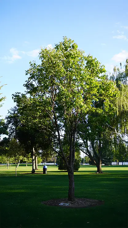 Whole plant (Japanese Lilac Tree)