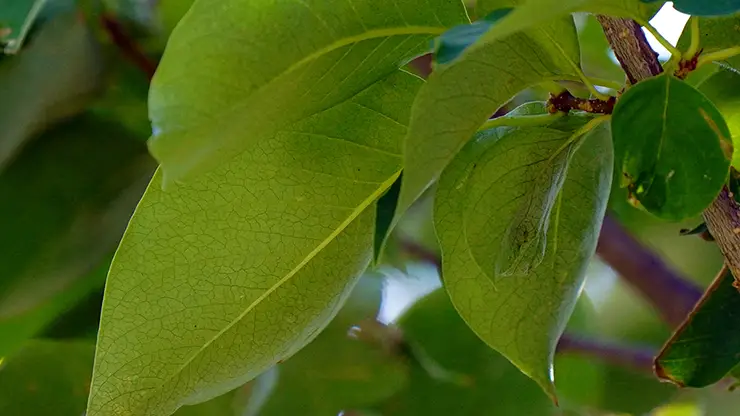 Leaves, Syringa reticulata (Armstrong, 2024b)