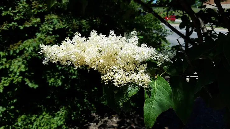 Flowers, Syringa reticulata (Keck, 2017)