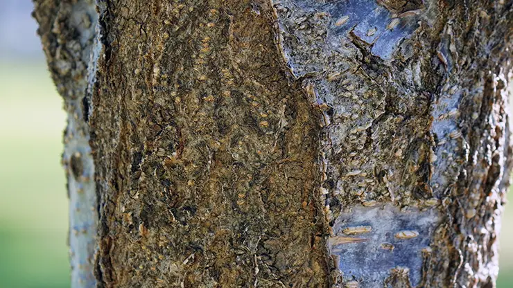Bark of Japanese Lilac Tree