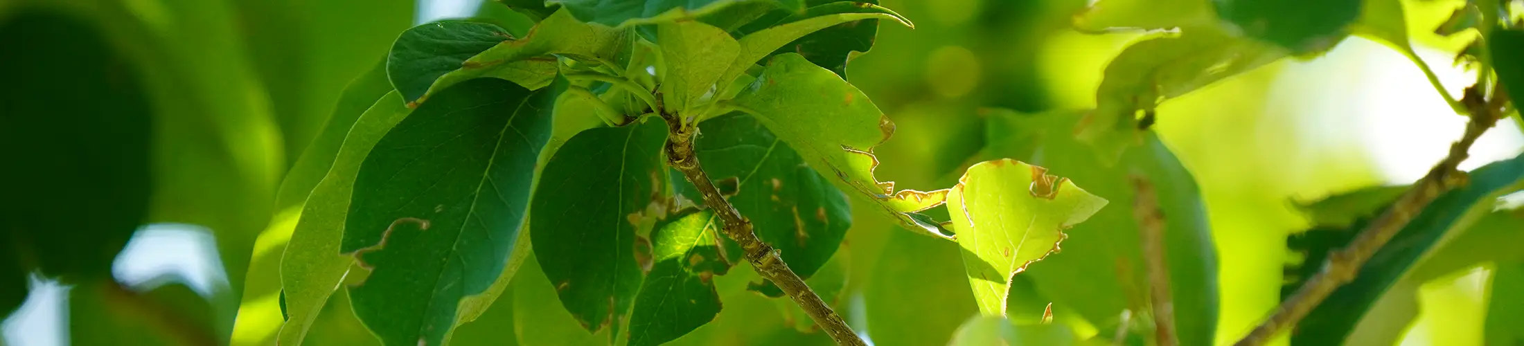 Photo of green leaves of the Japanese Lilac Tree.