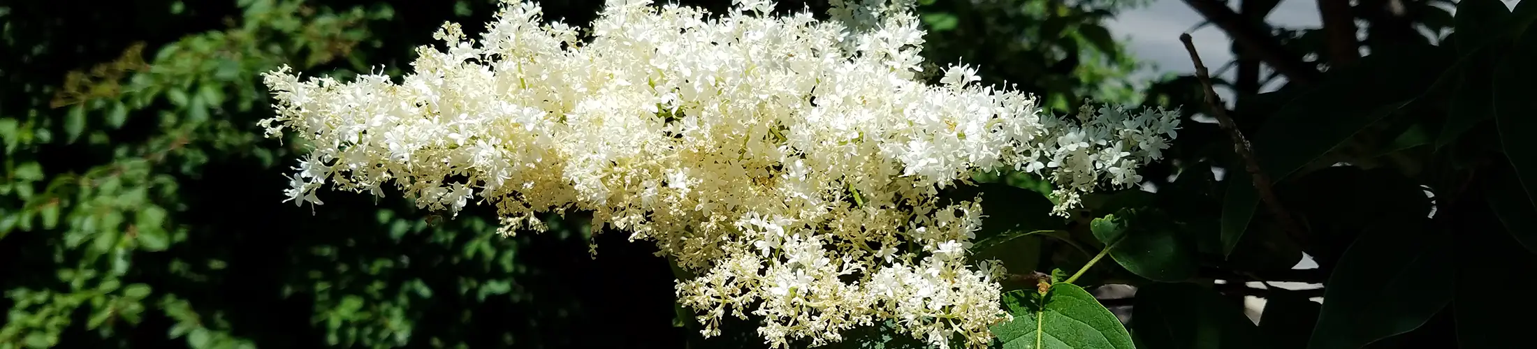 Flowers, Syringa reticulata (Keck, 2017)