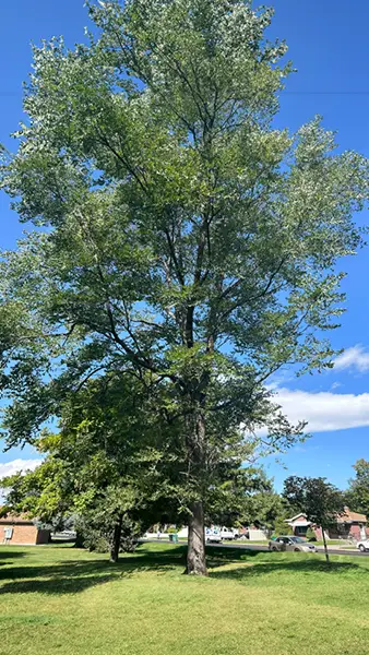 Kentucky coffeetree (Harding, 2024a)