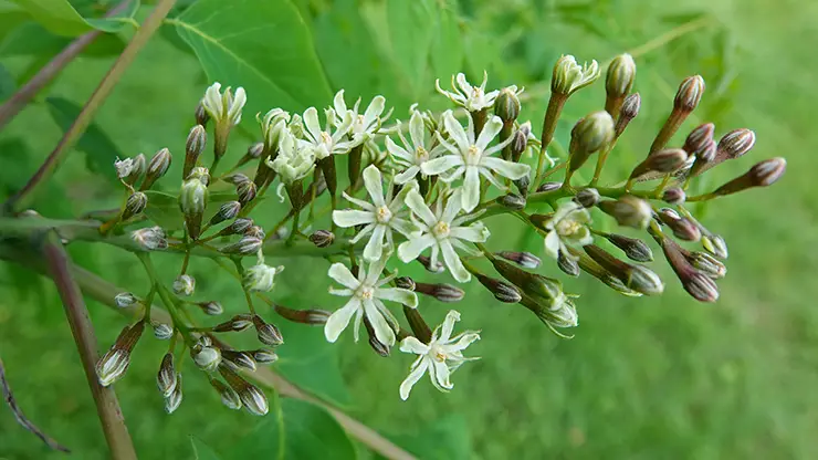 Male flowers of the Kentucky Coffeetree (Wills, 2020)