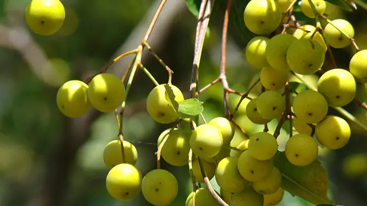 Fruit of Chinaberry tree (Bonner, 2010).
