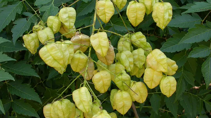 Fruit of Goldenrain tree (Waters, 2006).