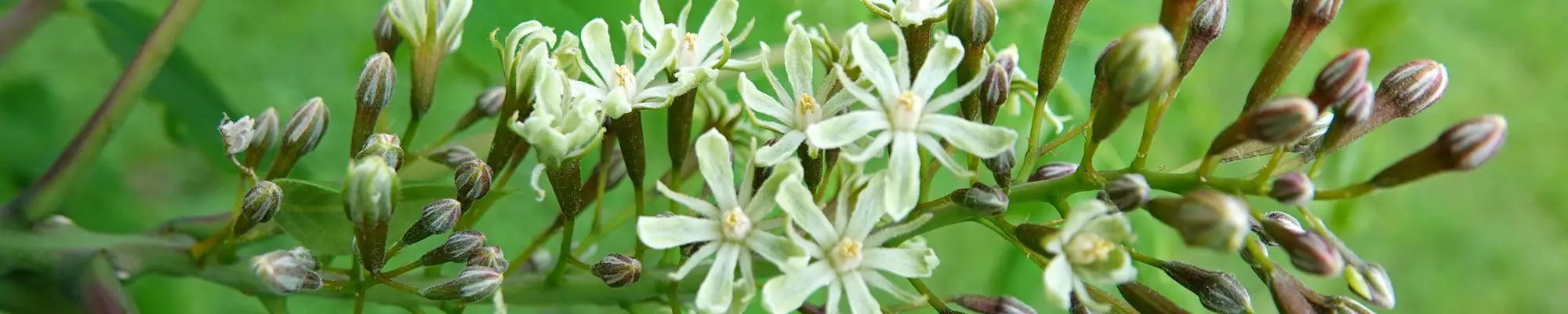 Male flowers of the Kentucky Coffeetree (Wills, 2020)
