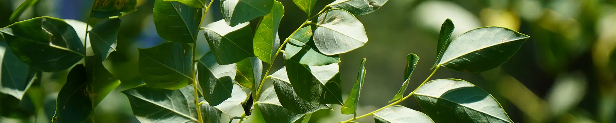 Kentucky Coffeetree Leaves (Armstrong, 2025)