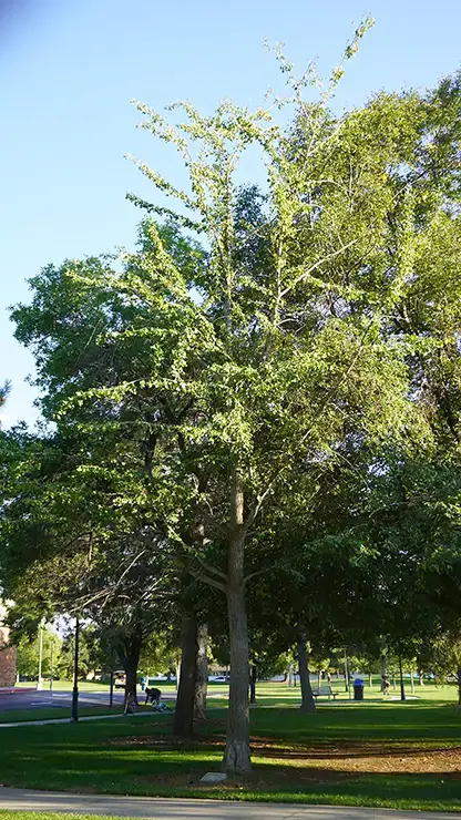 Maidenhair Tree cover image