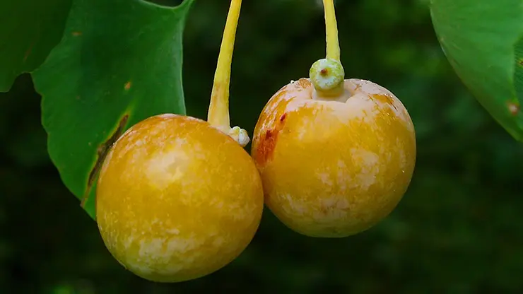 Female Cones, Ginkgo biloba (Zell, 2010)