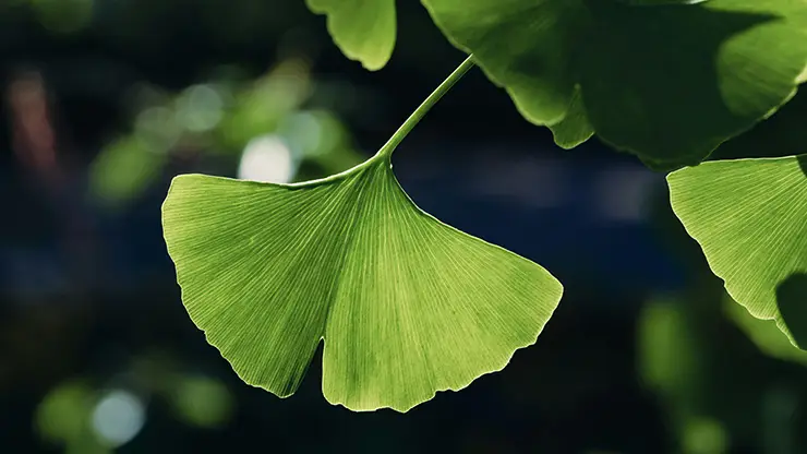 Ginkgo biloba leaves (Fish, n.d.)