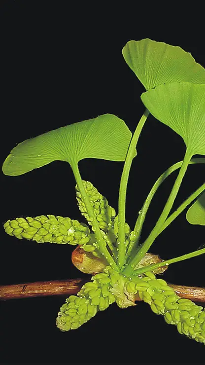 Male flowers and leaves, Ginkgo biloba (Begovic, 2012)