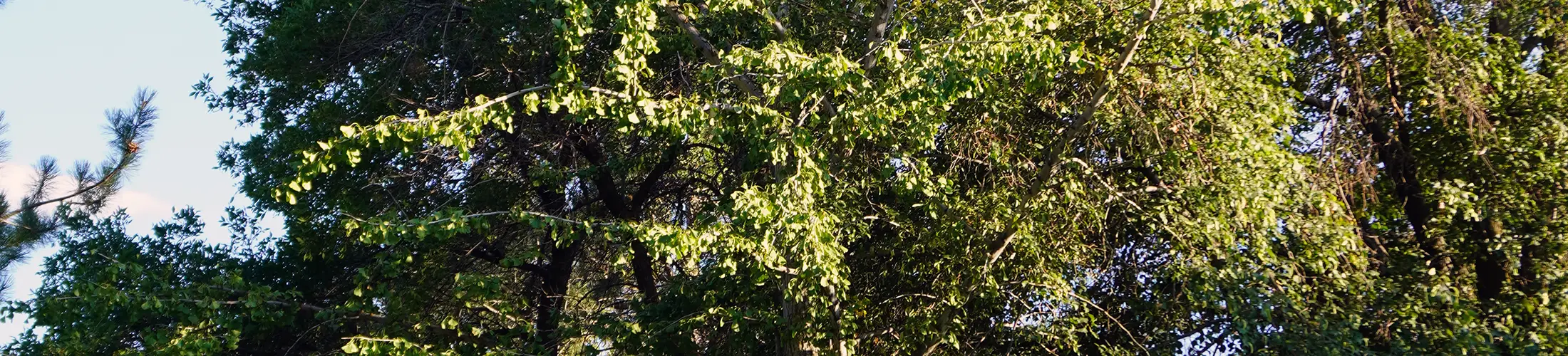 Orem Arboretum Ginkgo biloba tree (also known as Maidenhair) (Armstrong, 2024)