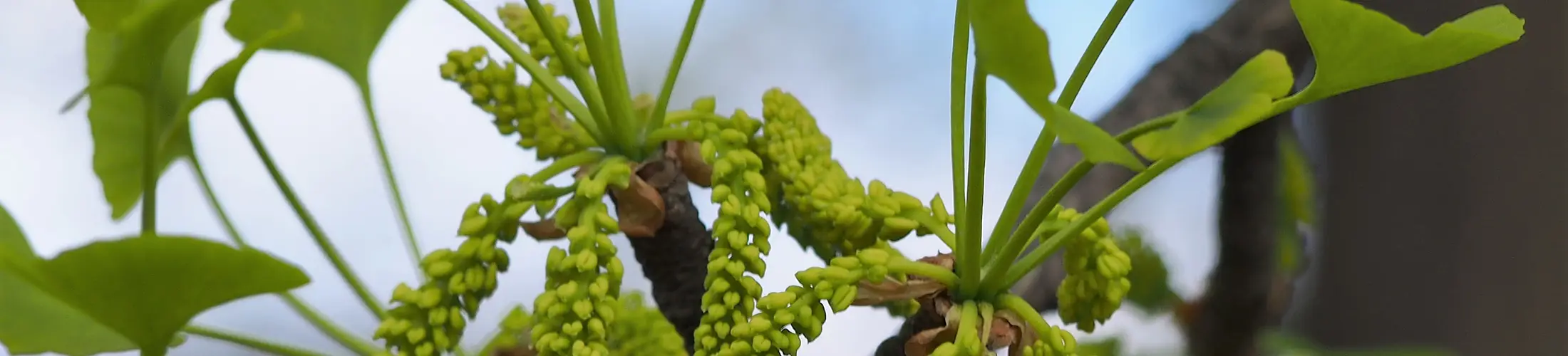 Male flowers and leaves, Ginkgo biloba.