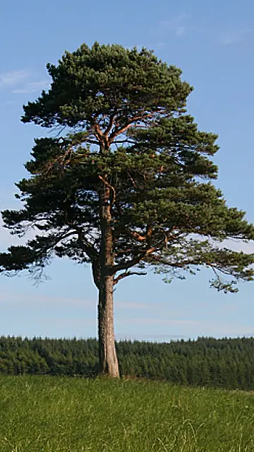 Full Tree, Pinus sylvestris (Burgess, 2006)
