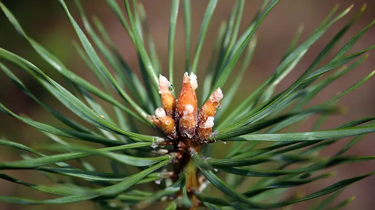 The needles and pollen cones of Pinus sylvestris (Pleple2000, 2006)