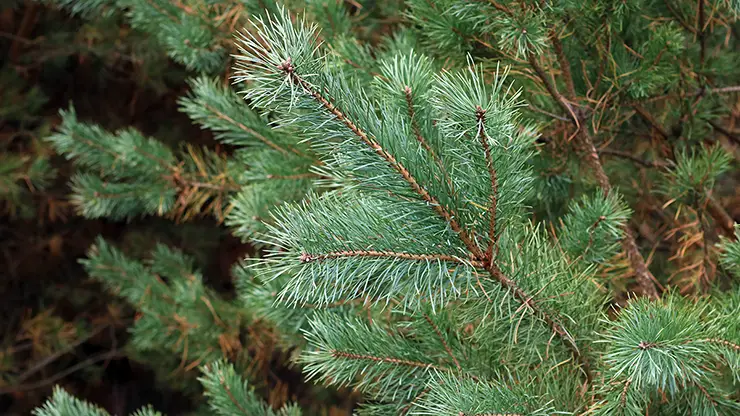 Bluish-green needles of Pinus sylvestris (Chernilevsky, 2020)