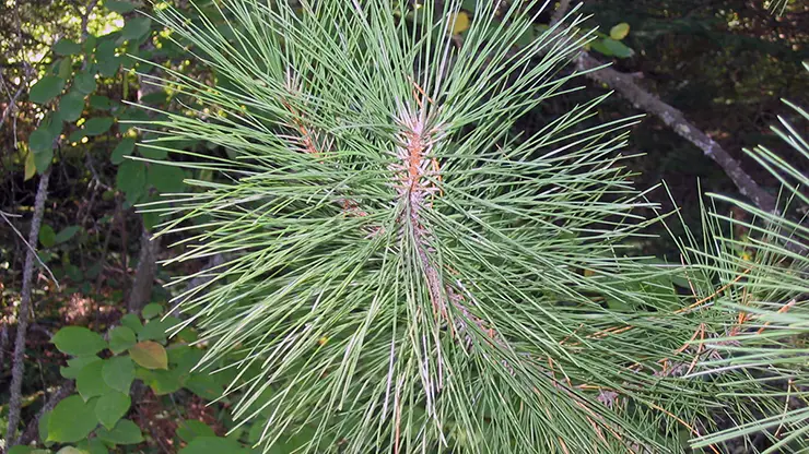 Yellowish needles of Pinus resinosa (Herring, 2003)