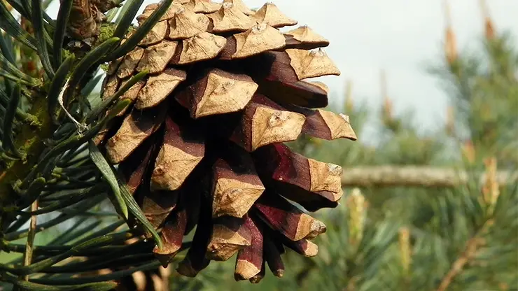Pinecone of Pinus sylvestris (AnemoneProjectors, 2011)