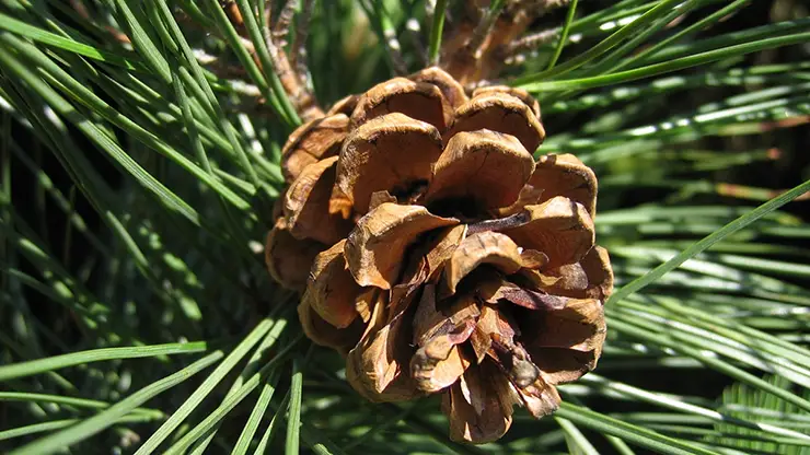 Pinecone of Pinus resinosa (Kanoti, 2008)