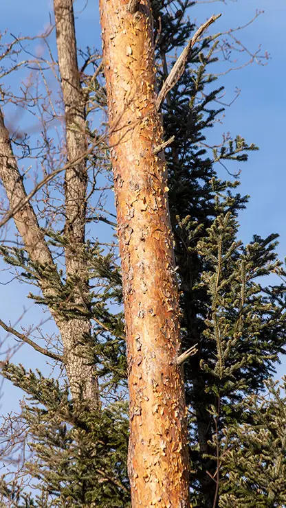 Bark color, Pinus sylvestris (Förderer, 2025)