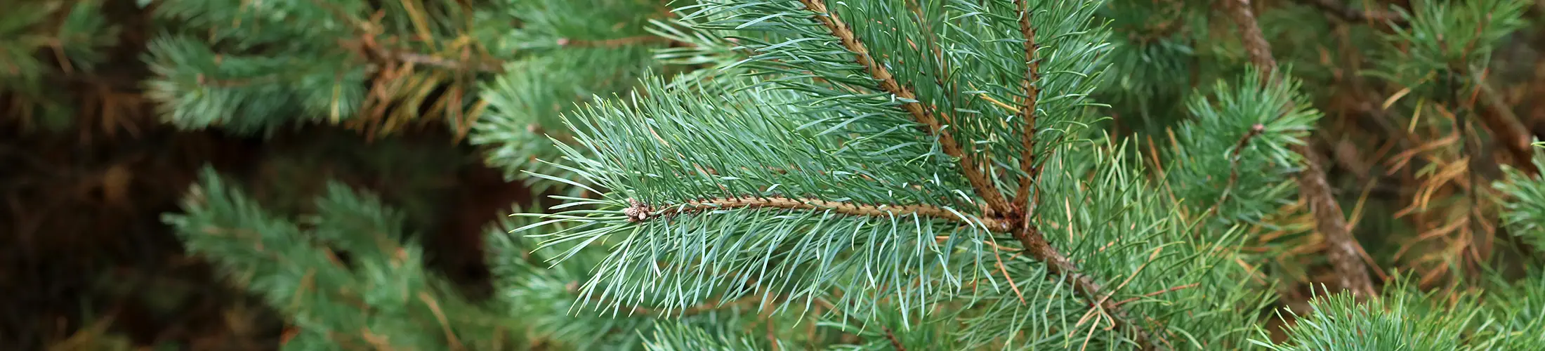 Bluish-green needles of Pinus sylvestris (Chernilevsky, 2020)