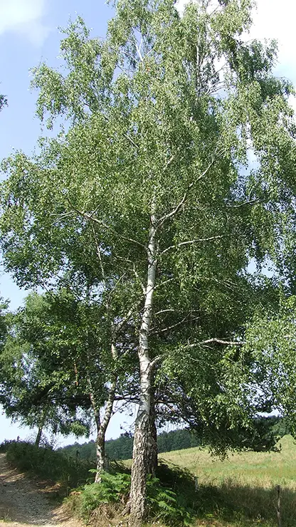 Full plant, Betula pendula (Abedul, 2007)