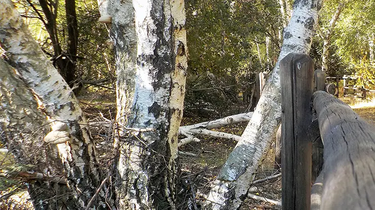 Bark of B. pendula (Albarubescens, 2018)