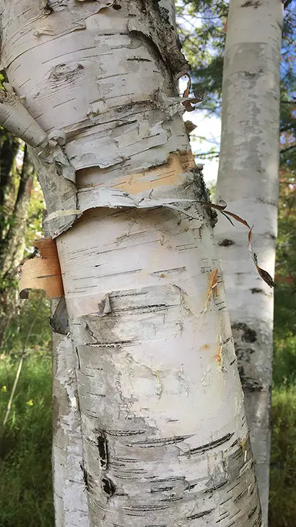 Bark of B. papyrifera (NPS, 2019)